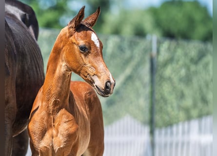 Westphalian, Stallion, Foal (05/2025), Brown