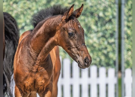 Westphalian, Stallion, Foal (04/2025), Brown