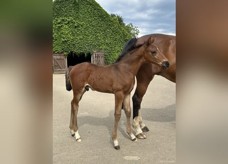 Westphalian, Stallion, Foal (05/2024), Brown