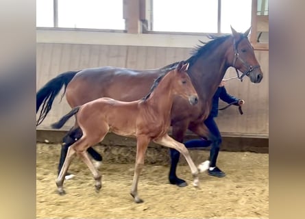 Westphalian, Stallion, , Brown-Light