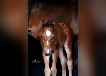 Westphalian, Stallion, , Brown