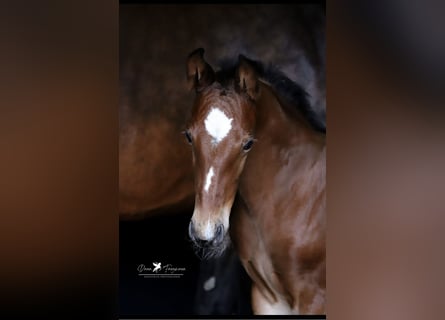 Westphalian, Stallion, Foal (05/2025), Brown