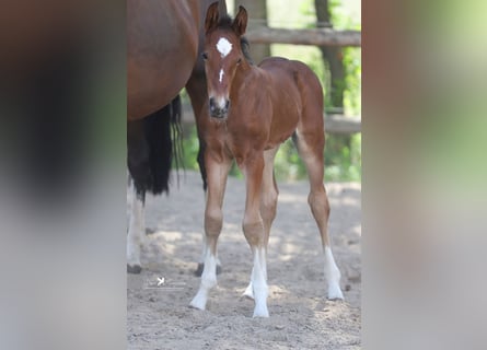 Westphalian, Stallion, , Brown