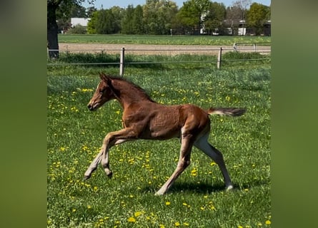 Westphalian, Stallion, , Brown