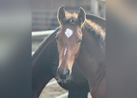 Westphalian, Stallion, Foal (05/2025), Brown