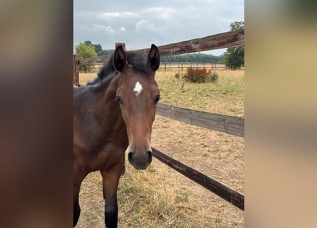 Westphalian, Stallion, Foal (03/2026), Brown
