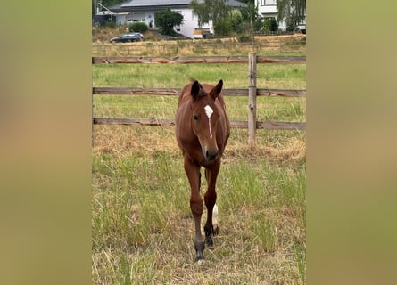Westphalian, Stallion, Foal (04/2026), Brown