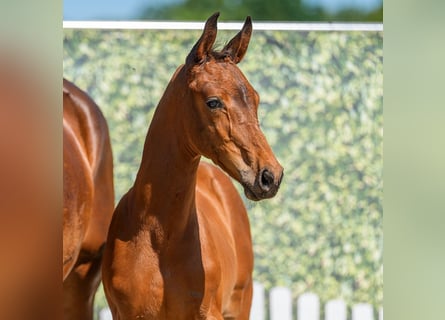 Westphalian, Stallion, Foal (04/2026), Brown