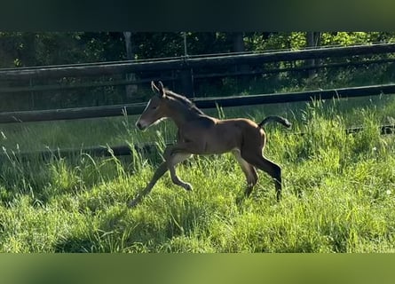 Westphalian, Stallion, , Brown