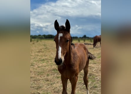 Westphalian, Stallion, Foal (04/2024), Brown