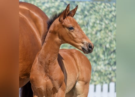 Westphalian, Stallion, , Brown