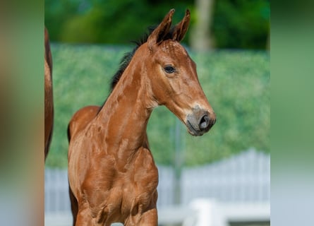 Westphalian, Stallion, Foal (05/2026), Brown