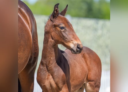 Westphalian, Stallion, , Brown