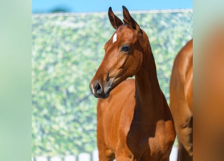 Westphalian, Stallion, Foal (05/2026), Brown