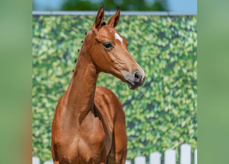 Westphalian, Stallion, Foal (04/2026), Brown