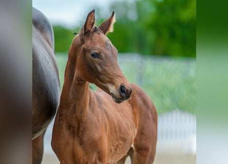 Westphalian, Stallion, Foal (03/2026), Brown