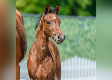 Westphalian, Stallion, Foal (05/2026), Brown
