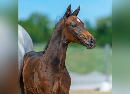 Westphalian, Stallion, Foal (06/2026), Brown