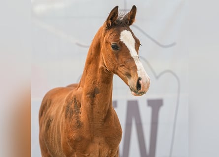 Westphalian, Stallion, Foal (06/2024), Brown