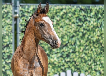 Westphalian, Stallion, , Brown