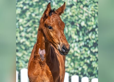 Westphalian, Stallion, Foal (06/2025), Brown