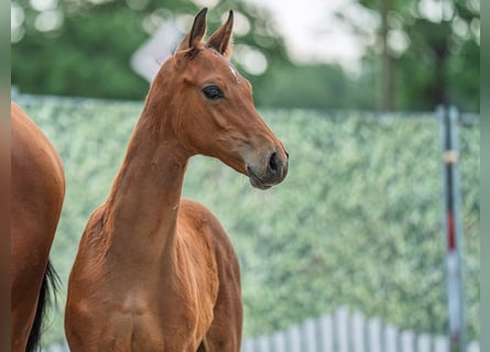 Westphalian, Stallion, Foal (04/2025), Brown