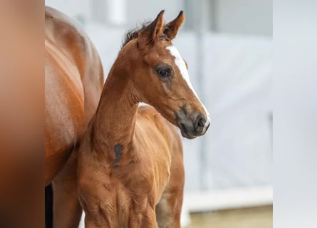 Westphalian, Stallion, Foal (05/2024), Brown