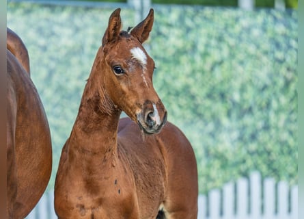Westphalian, Stallion, , Brown