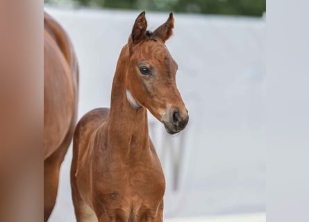 Westphalian, Stallion, Foal (05/2024), Brown