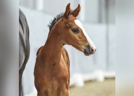 Westphalian, Stallion, Foal (06/2024), Brown