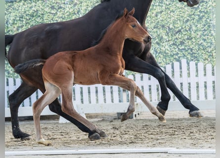 Westphalian, Stallion, Foal (03/2026), Brown