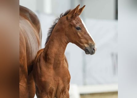 Westphalian, Stallion, Foal (06/2024), Brown