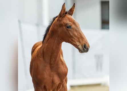 Westphalian, Stallion, Foal (04/2024), Brown