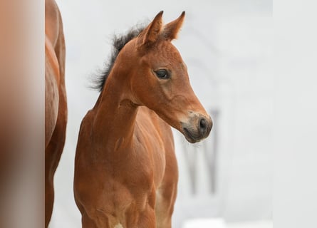 Westphalian, Stallion, Foal (05/2024), Brown