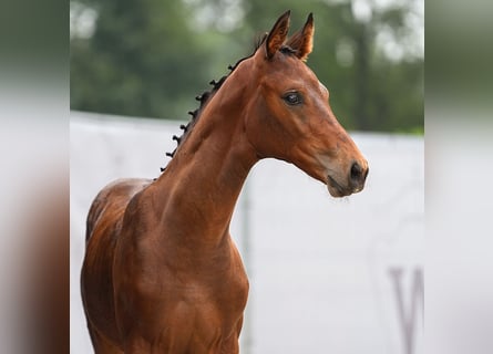 Westphalian, Stallion, Foal (04/2024), Brown