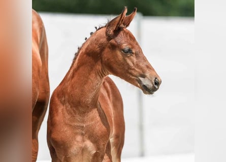 Westphalian, Stallion, Foal (05/2024), Brown