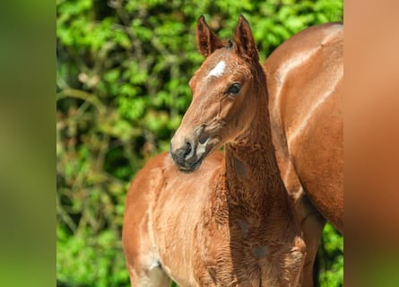 Westphalian, Stallion, Foal (03/2024), Brown