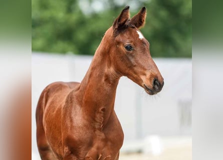 Westphalian, Stallion, Foal (04/2024), Brown