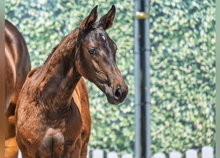 Westphalian, Stallion, Foal (03/2025), Brown
