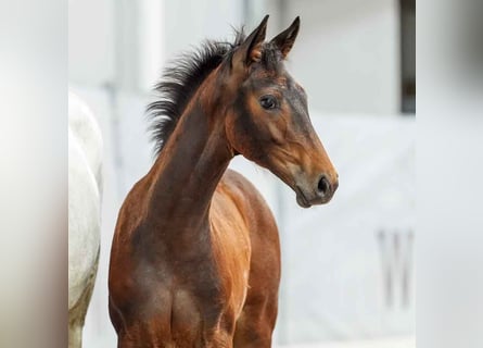 Westphalian, Stallion, Foal (03/2024), Brown