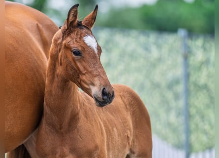 Westphalian, Stallion, Foal (04/2025), Brown