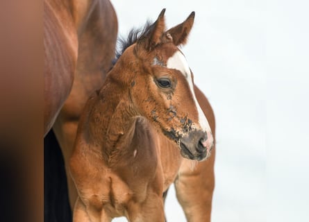 Westphalian, Stallion, Foal (04/2024), Brown