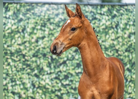 Westphalian, Stallion, Foal (05/2025), Brown