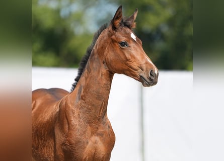 Westphalian, Stallion, Foal (05/2024), Brown