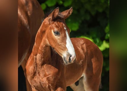 Westphalian, Stallion, Foal (05/2024), Brown