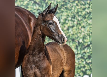 Westphalian, Stallion, Foal (05/2025), Brown