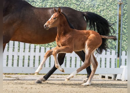 Westphalian, Stallion, Foal (03/2026), Brown