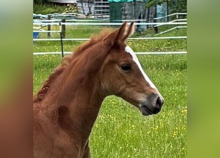 Westphalian, Stallion, Foal (05/2026), Brown