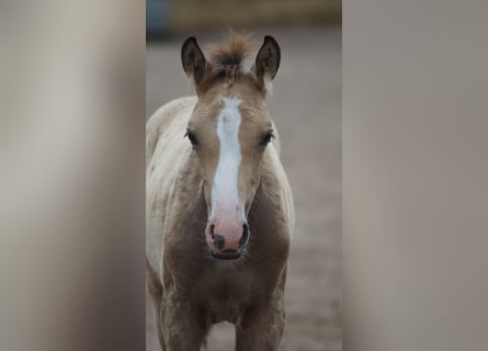 Westphalian, Stallion, Foal (05/2026), Buckskin