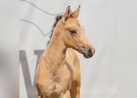 Westphalian, Stallion, Foal (05/2024), Buckskin